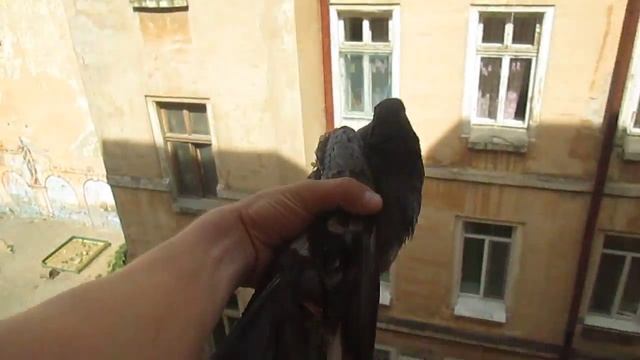 наведение и запуск голубя смотреть онлайн