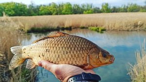 Бешенный жор карася!!! Ловля крупного карася на поплавок