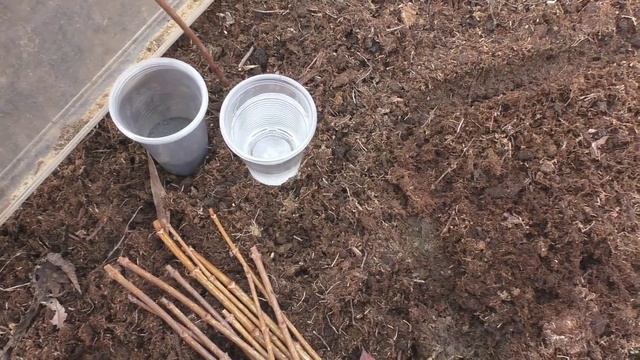 Черенки гортензии метельчатой на укоренение. Часть 1. смотреть онлайн