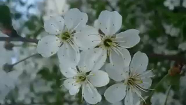 Гимн ТГПУ им. Л.Н. Толстого [HQ] смотреть онлайн