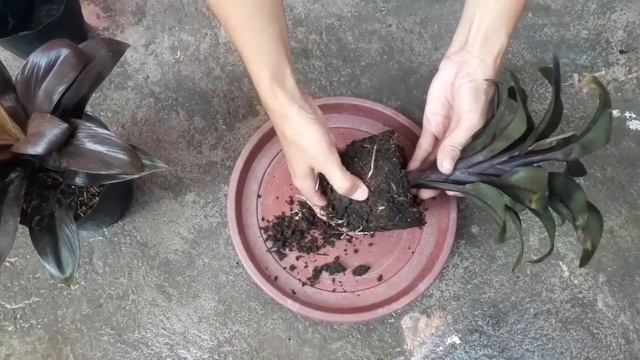 how to propagate ti plant | cordyline fruticosa by cuttings смотреть онлайн