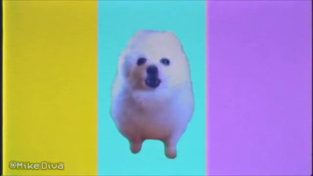 Смешные собаки смотреть онлайн