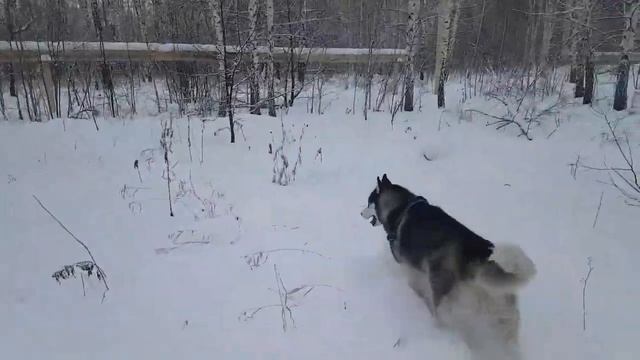 Хаски бывают разные..??Huskies are different#сибирскийхаски#huskyIdel смотреть онлайн