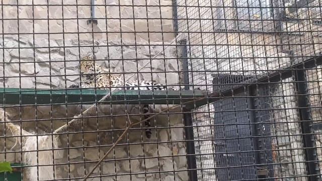 Как живут животные в Сказке? #ялта Застали львов не вовремя???? Кормлю жирафа? #зоопарк