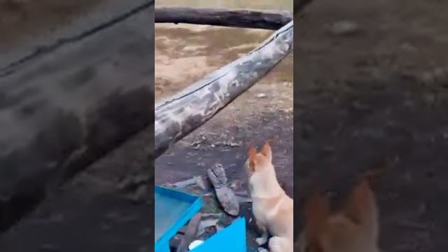 прислали видео из курганской обл ,где-то среди степей стоит домик и там работают люди !! смотреть онлайн