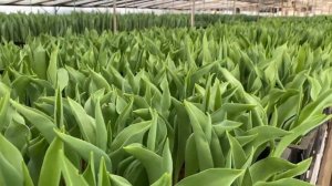 Опыт доращивания луковиц тюльпанов после выгонки.