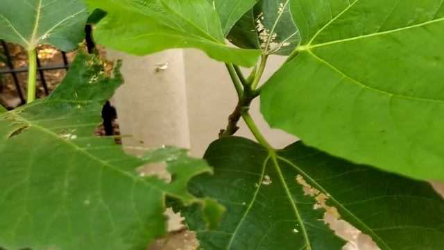 Common Fig / Anjeer Plants in a Pot (Ficus Carica) - Gardening in Mangalore смотреть онлайн