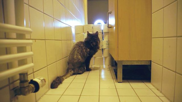Maine Coon vs Toilet Paper Wall | Cat Toilet Paper Challenge смотреть онлайн