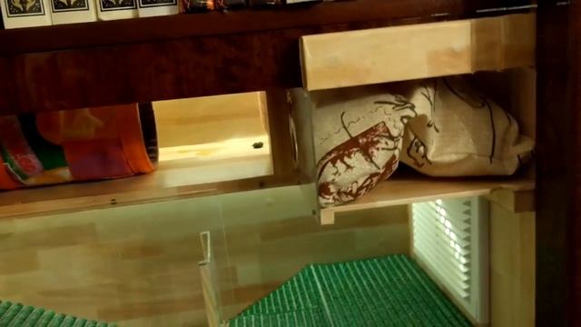 Многоуровневый домик для ежа в книжном шкафу смотреть онлайн