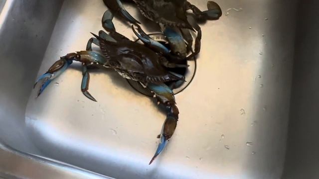 ? ГОЛУБЫЕ КРАБЫ от ORLANDO SEAFOOD ? за тридевять земель ВСТРЕЧИ на КУХНЕ Florida USA 26.08.2023 смотреть онлайн