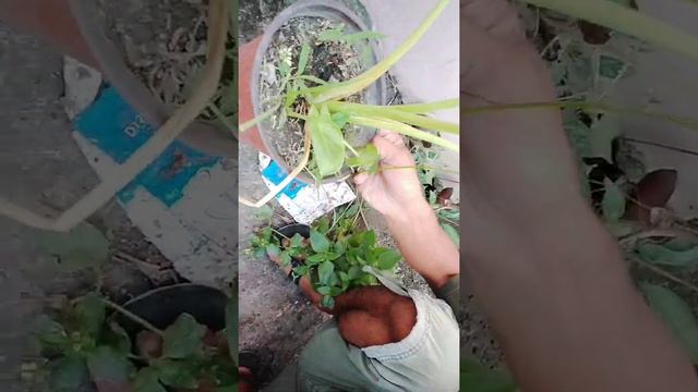 Wastong pagpili nang Alocasia Macrorrhiza/ Alocasia Albo смотреть онлайн