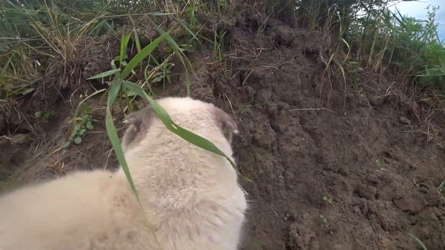 Котик Кевин Фадеев нашел себе гнездышко А потом пошел на стройку смотреть онлайн