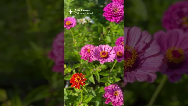 Циннии🌸🌿 #shorts смотреть онлайн
