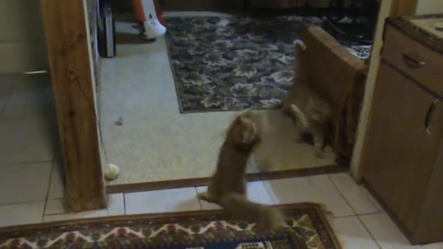 Филька(1год) с Кешкой(4мес). смотреть онлайн