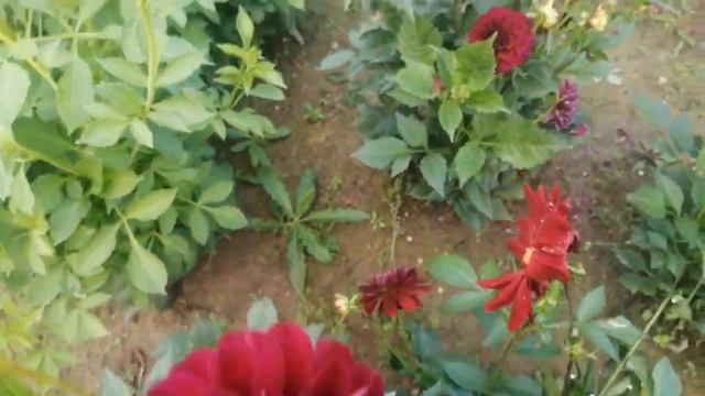 Цветение георгин 3 и 4 смотреть онлайн