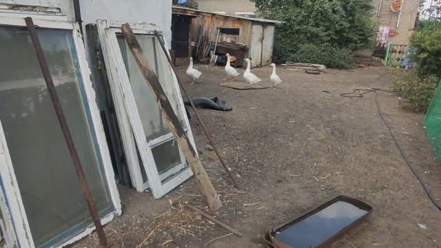 ?ОТПУСК В ДЕРЕВНЕ//?КОРМИМ С МАМОЙ КУРОЧЕК, ГУСЕЙ//?//ГУСИ АТАКУЮТ// смотреть онлайн