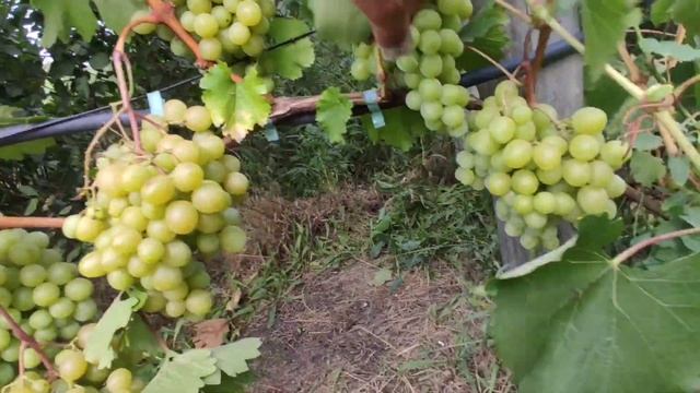 От Казановы до Алвики созревание и окрашивание винограда 18.08.21 смотреть онлайн