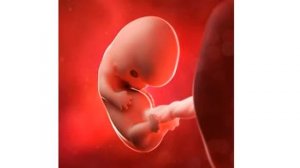 8 НЕДЕЛЯ БЕРЕМЕННОСТИ