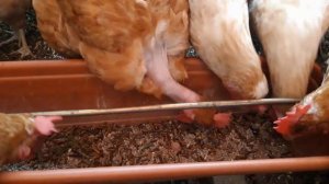 Личинка "черная львинка" ....А так ли она хороша ??