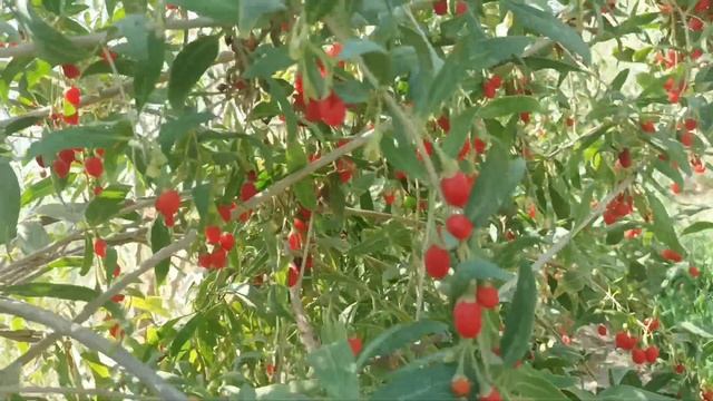 GOJI BERRY.Пахтачида Годжи терими.Сбор уражай годжи смотреть онлайн