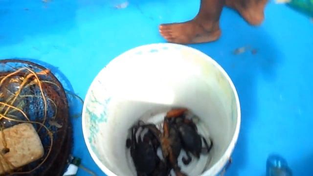 Крабовая рыбалка на реке Сал  Южное ГОА. Crab Fishing On The Sal River South GOA