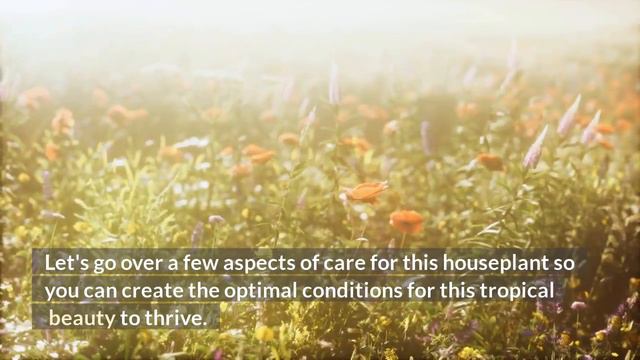 Anthurium Warocqueanum