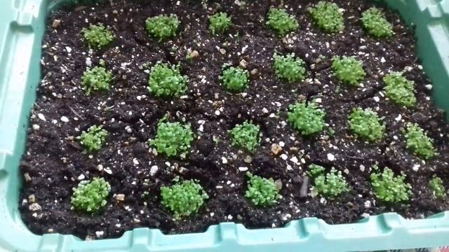 ЛОБЕЛИЯ И ФЛОКС ОДНОЛЕТНИЙ. ОБЗОР ВСХОДОВ. смотреть онлайн