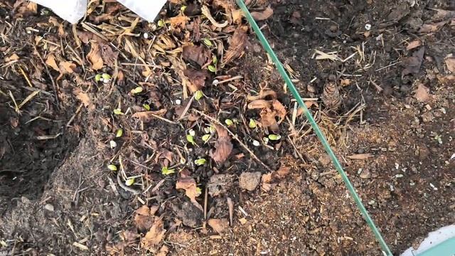 Зарождение растительной жизни в новой теплице. Всходит зелень и сидераты, "зимует" рассада капусты смотреть онлайн