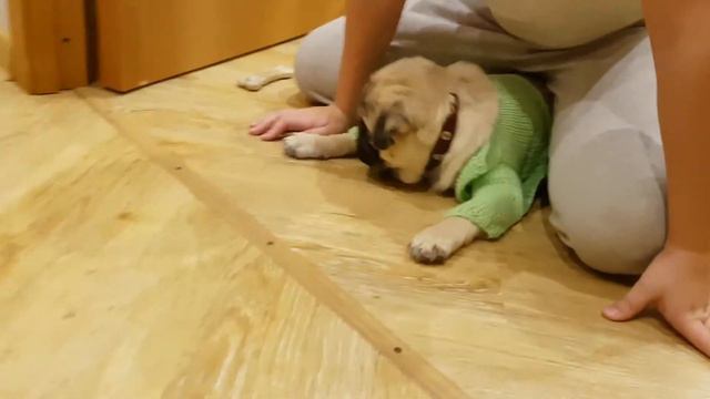 мопс, малыш, щенок 🐕 смотреть онлайн