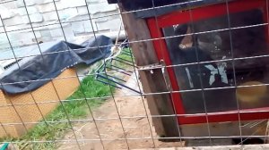 Как лечить миксоматоз у кроликов 100% результат