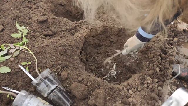 Высаживаем томаты в парник ! Продолжаем весенние посадки ! смотреть онлайн