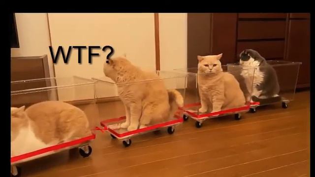 Cats and Music of Resident evil 7 #Resindentevil7 #re7 #re8 смотреть онлайн
