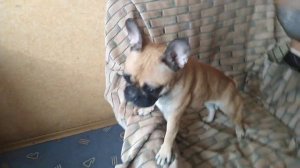 Как  МОИ СОБАКИ проводят время //  Мопс// Французский Бульдог