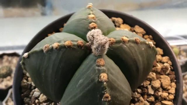 Astrophytum myriostigma quadricostatum var. nudum review смотреть онлайн