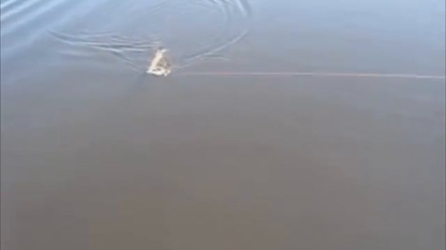Щука!!! Красивые кадры! смотреть онлайн