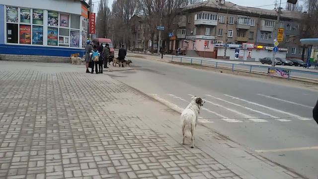 Чужак в стае 15.03.2017 смотреть онлайн