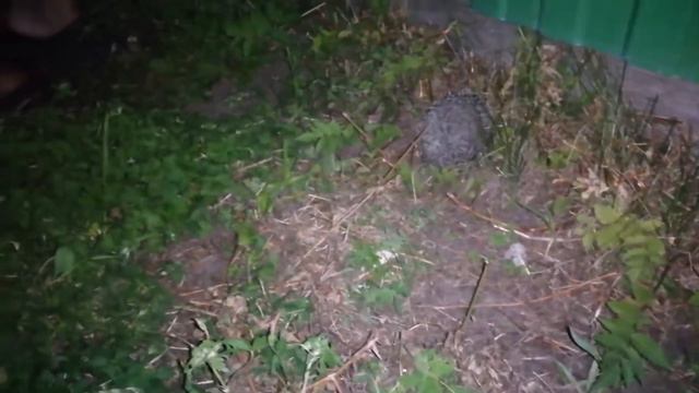 Как Ёжик охотился ночью на жука! смотреть онлайн