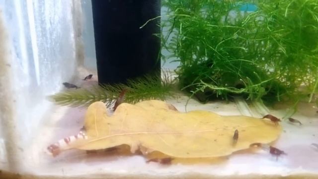Кормим креветок желтыми листьями деревьев и крапивы - мои эксперименты (Часть 2) смотреть онлайн