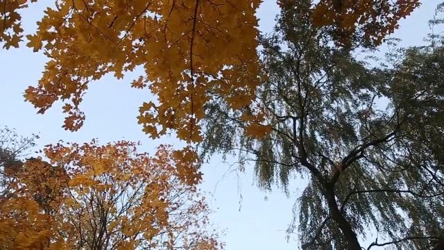 Осенняя Жировичская обитель смотреть онлайн