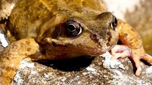 Земноводные и пресмыкающиеся.