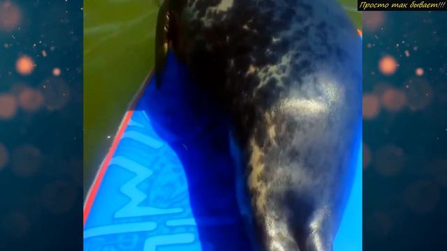 Он плавал в океане когда произошло то, что можно увидеть только раз в жизни! Везёт же! смотреть онлайн