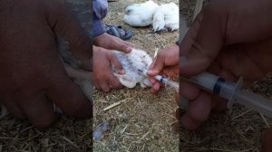 Лечение бройлеров от водянки