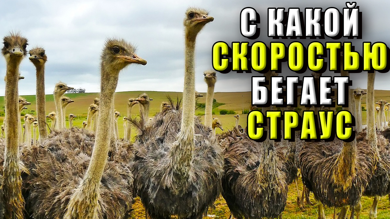 Скорость страуса. С какой скоростью бегает страус смотреть онлайн
