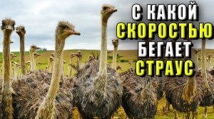 Скорость страуса. С какой скоростью бегает страус