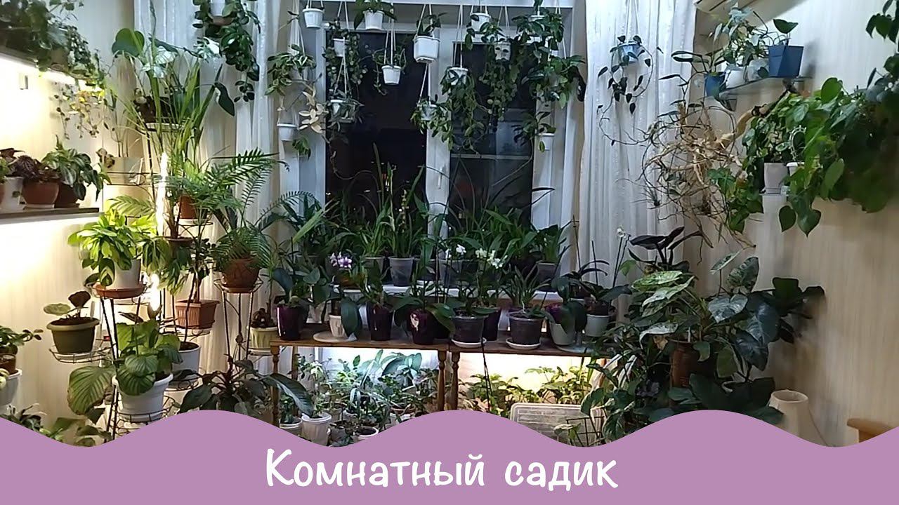 Комнатный садик. Домашние растения. 3ч смотреть онлайн