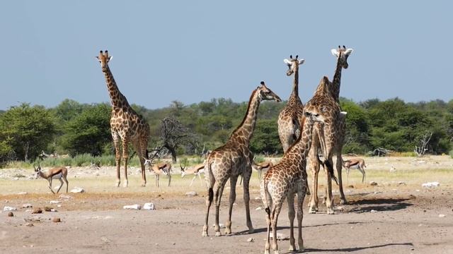 Лошадь,носорог,слон,лев - звуки животных (видео)