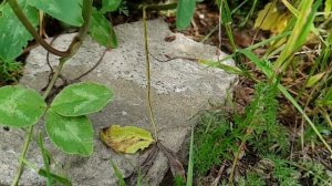 Прыжок кузнечика  в slow motion