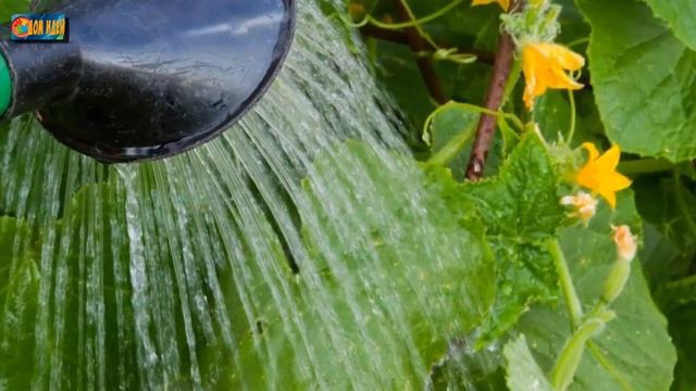 5 причин, почему желтеют и усыхают листья огурцов? смотреть онлайн