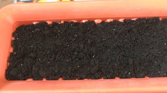 Выращиваем базилик на балконе: посев семян. смотреть онлайн