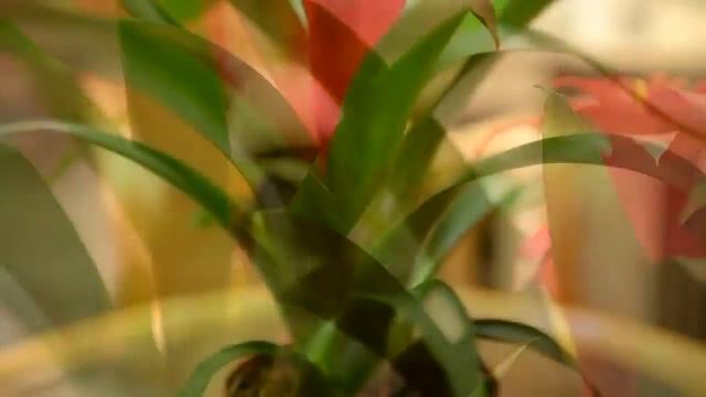 Bromelia mp4 смотреть онлайн